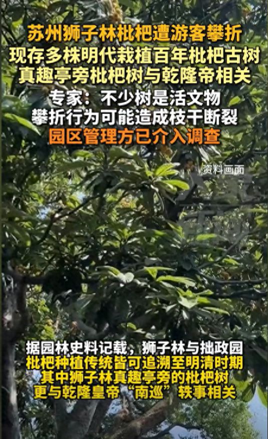 株明代栽植百年枇杷古树专家：园区管理方已介入调查CQ9电子最新网站苏州狮子林枇杷遭游客攀折现存多(图1)